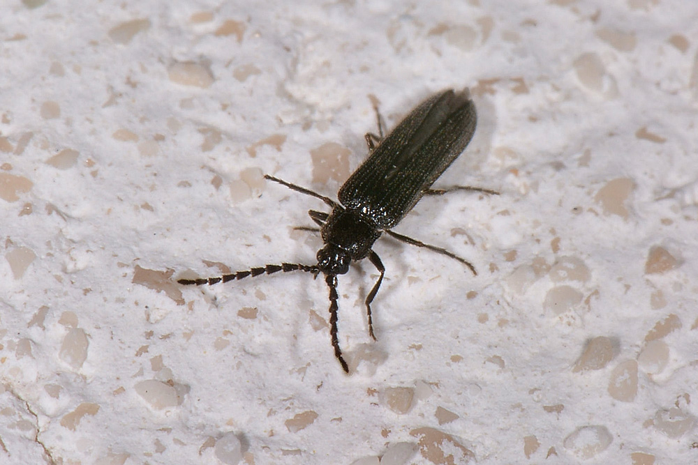 Omalisidae:  Phaeopterus unicolor